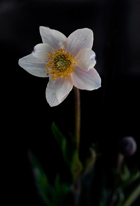 Cut-Leaf Anemone, Anemone multifida.jpg